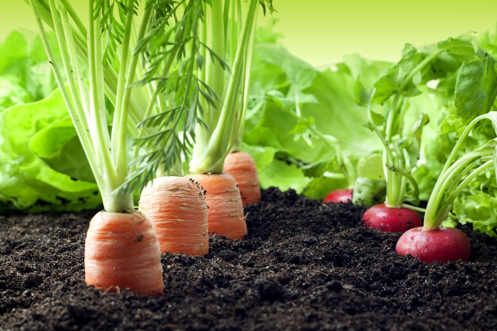 Carrots and radishes growing in soil.